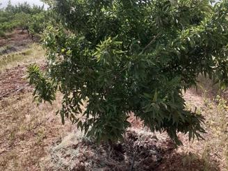 فروش باغ بادام بارده 2200 متری | معروفآباد چادگان |