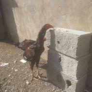 خروس لاری سیاه