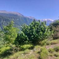 دوهزار روستای برسه