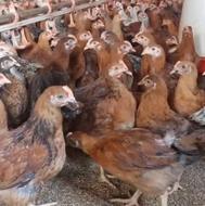 فروش چند هزار قطعه نیمچه گلپایگانی