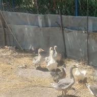 تعدادی غاز و جوجه غاز