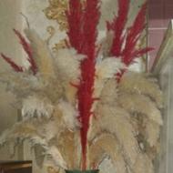 گل پامپاس خشک