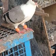 یک جفت کبوتر