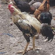 فروش خروس لاری درشت