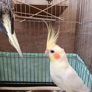 عروس هلندی رام