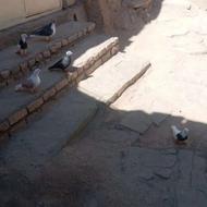 کفتر طوقی و سوسکس