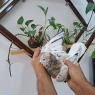 کفتر یا کبوتر هفترنگ دمسفید مشهد کاشمر