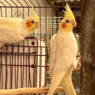 فروش یا معاوضه جفت عروس هلندی لوتینو