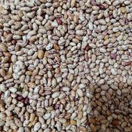 لوبیا چیتی درشت ودرجه 1