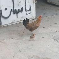 مرغ کرچ با یک جوجه مرغ اصل ترکمن