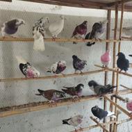 کبوتر ها همه سالم به شرط پرش