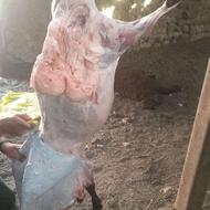 گوشت بره تازه