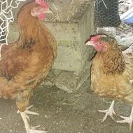 یه جفت مرغ و خروس فوری