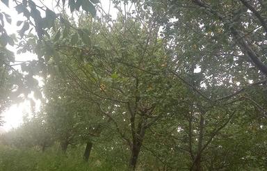 باغ ویلایی در جواش