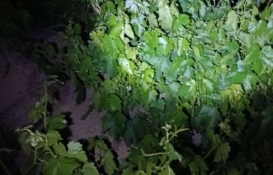 باغ انگور ودرختان بادام زردالو والو در مراغه