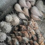 صدف تزئینی و دکوراسیونی