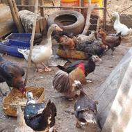 اردک اسرائیلی.اردک صحرایی.جوجه محلی