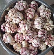 فروش سیر محلی درجه یک