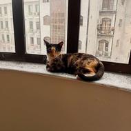 مهربون ساکت گربه ی