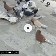 35عدد رنگه همه چاشنی هوایی