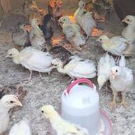 جوجه های طاووس مصری و ابلغ و هندی