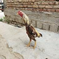 خروس لاری اصیل