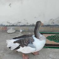 غاز بالغ نر دو ساله