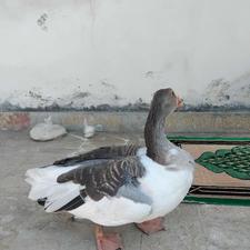 غاز بالغ نر دو ساله
