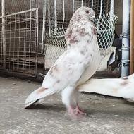 کبوتر نر گرگی پرشی