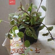 گل اشارداشار وسایرگلها
