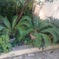 سیکاس فروشی