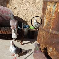 کفتر بند شده عالی عالی باقیمت مناسب