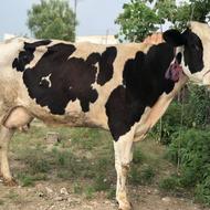 گاوشیری بدونه کوساله