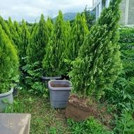 کامیس نوکدار اصل صادراتی