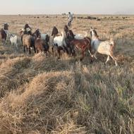 بز پاکستانی قرص محکم