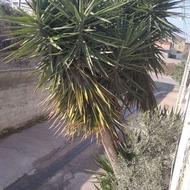 گل 15 ساله یوکا