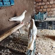 کبوترپرشی عالی