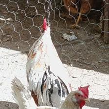 خروس گلین 1ساله