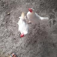 مرغ هردو 400 ت