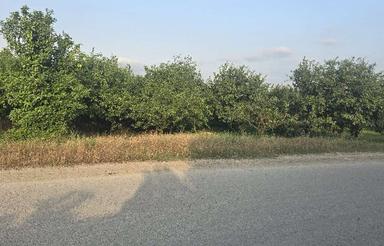1110 متر باغ 13 ساله نارنگی