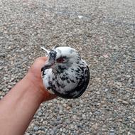 کبوتر سوسکی نر