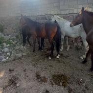 دوراس اسب نریان