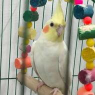 عروس هلندی یک ساله