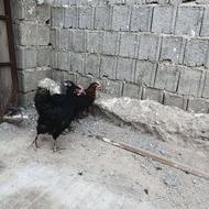 فروش مرغ خروس غاز