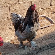 خروس برهما طوسی