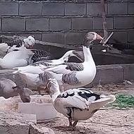 فروش غاز محلی