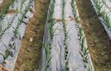 5 هکتار اجاره سیر داده میشود