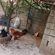 فروش خروس پا پر