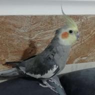 دو عدد عروس هلندی