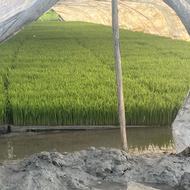 تیم آماده نشا شیرودی سینی نشا شیرودی